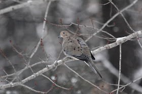 mourning dove in Winter