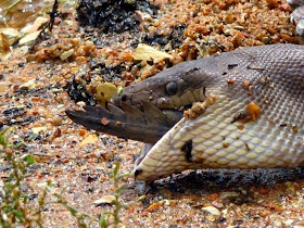 Massive python eats crocodile (13 pics), snake vs crocodile, python snake eating, python vs crocodile, python pictures