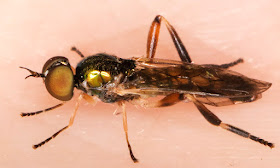 Soldier Fly, probably Dull Four-spined Legionnaire, Chorisops tibialis. In my light trap in Hayes on 18 June 2015.