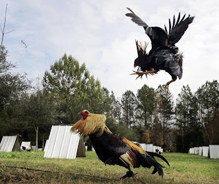 Sabung Ayam Sv388 Login Sv388 Terpercaya