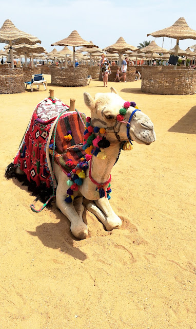 Excursions in Hurghada Camel Riding tours Hurghada