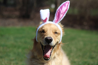 Golden Retriever wearing rabbit face mask showing his love for other pets