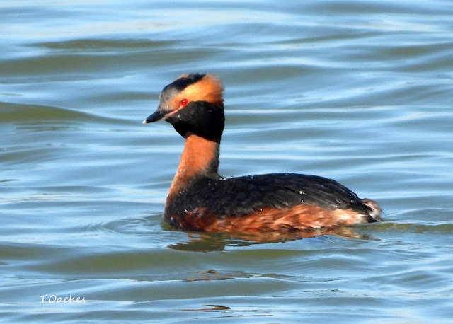 CORCODEL DE IARNA, Podiceps auritus