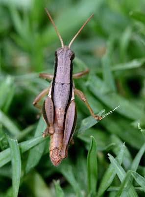 Scotussa brachyptera