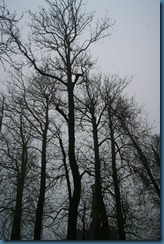 2011-11-28 Wildwood 010