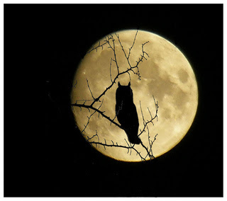 buho a la luz de la luna