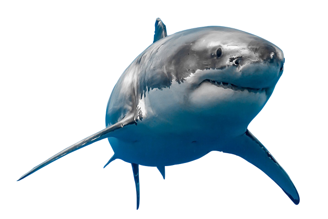 Shark Transparent PNG