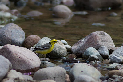 Citrine Wagtail at Tsichlondas stream, Meladia valley