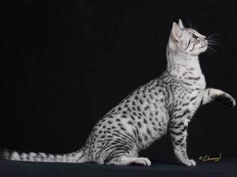 The Egyptian Mau is a loving