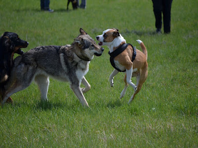 Dog Guards Treffen