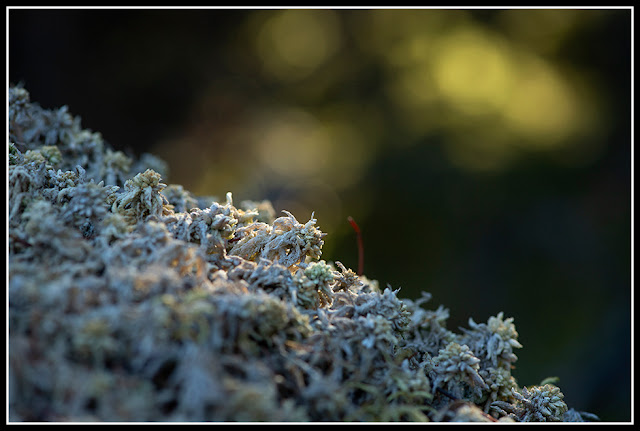 Freeze; Decay; Backyard; Nova Scotia; Moss