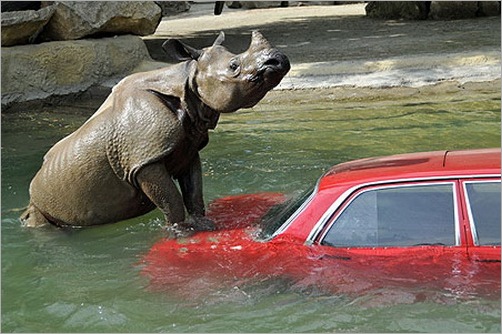 animals-attacking-cars-25