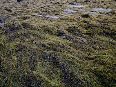 Sargassum Bloom