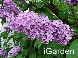 紫丁香樹木簡介及賞樹情報 園藝部落格 Igarden 花寶愛花園園藝文摘plus