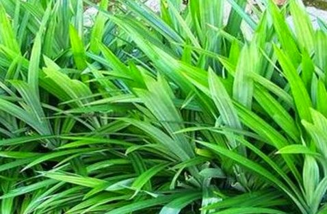 Manfaat daun  pandan  wangi  Kolang kaling