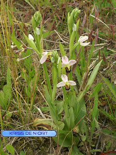 Orchidées de France 