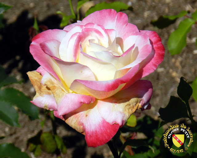 VILLERS-LES-NANCY (54) - La roseraie du Jardin botanique du Montet - Rose Double Delight