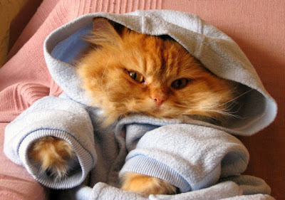 Cute Kittens In Hoodies Seen On www.coolpicturegallery.us