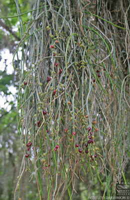 Suelda con suelda (Rhipsalis aculeata)