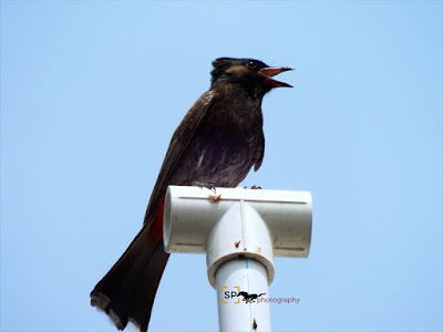 Red Whiskered Bulbul