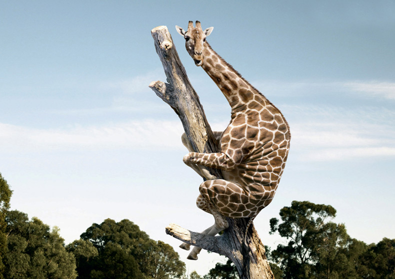 [Image: giraffe1.jpg]