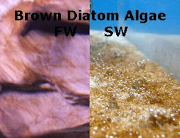 Brown Diatom Algae