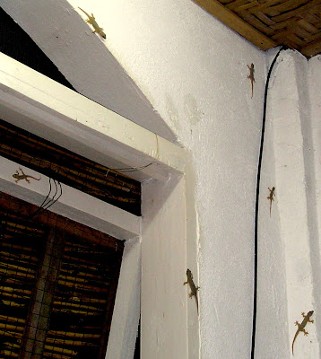 Gecko Corner, just above the righthand side of my Siargao Island 'home office'