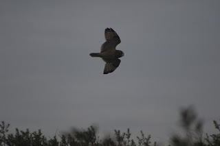 Short-eared Owl