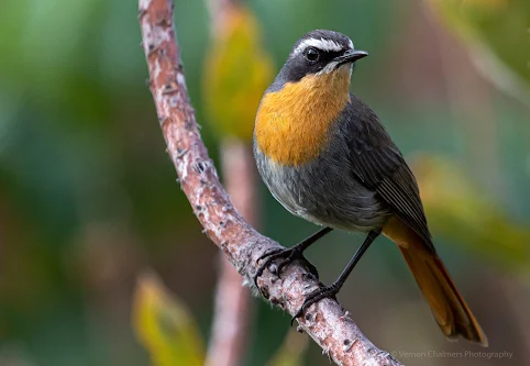 Cape robin-chat at Kistenbosch Copyright Vernon Chalmers Photography