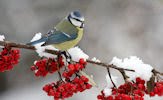 Aves exóticas de colores en el paraíso