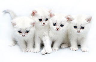 Cute Cats