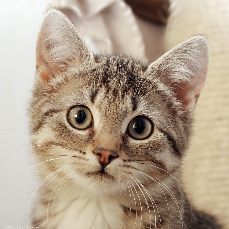 15+ Trend Terpopuler Gambar Kucing Imut