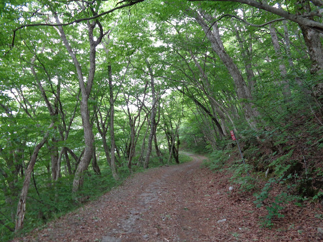 横手道を大山寺方面へ歩きます