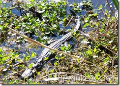 Jean Lafitte Natl Historic Park 011
