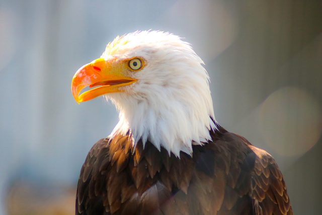 Weißkopf-Seeadler Eagle american eagle