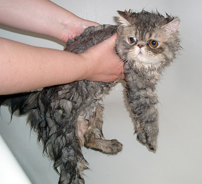 wet cat