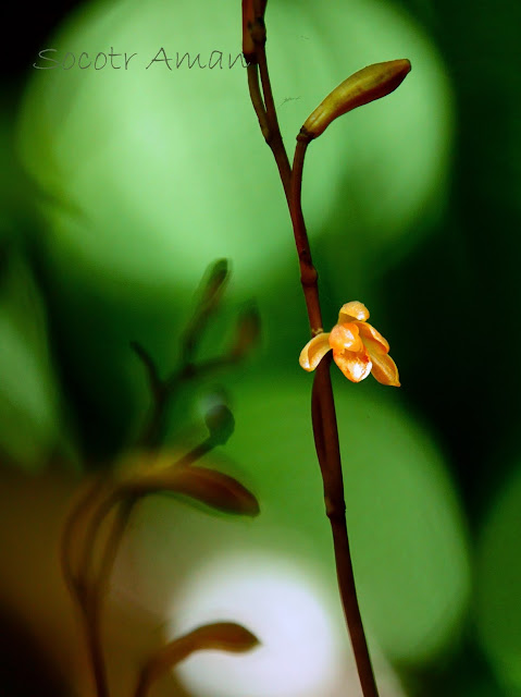 Lecanorchis suginoana