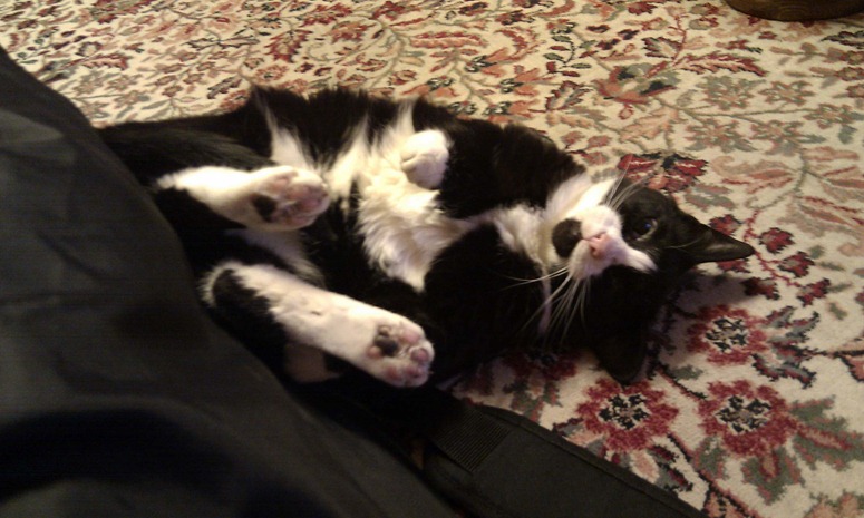 Cat strapped