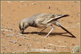 تعرف على طائر أم سلما : Sirli du désert