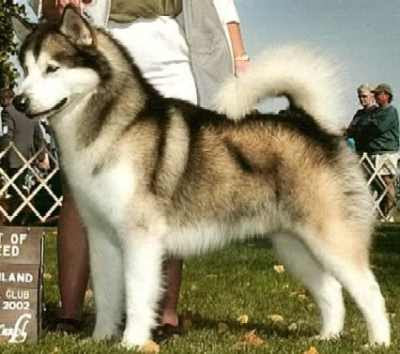 Siberian Husky Dog Breed Photos Dog Pictures Online