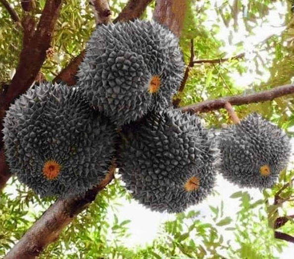 Bibit Durian Duri Hitam Kaki Tiga Batang Gasan