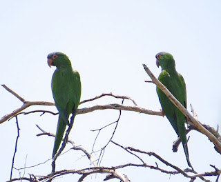 Blue-crowned Parakeet neumanni