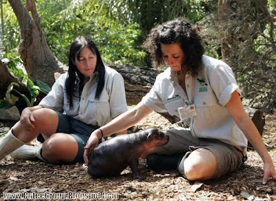 Baby Pygmy Hippo