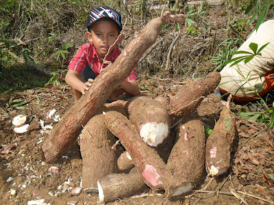 Singkong Sebagai Obat Kanker