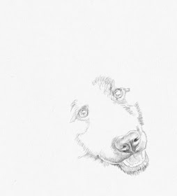 12b-German-shepherd-Architecture-and-Animals-Ermir-Kolonja-www-designstack-co