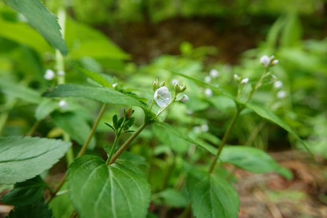 Veronica miqueliana