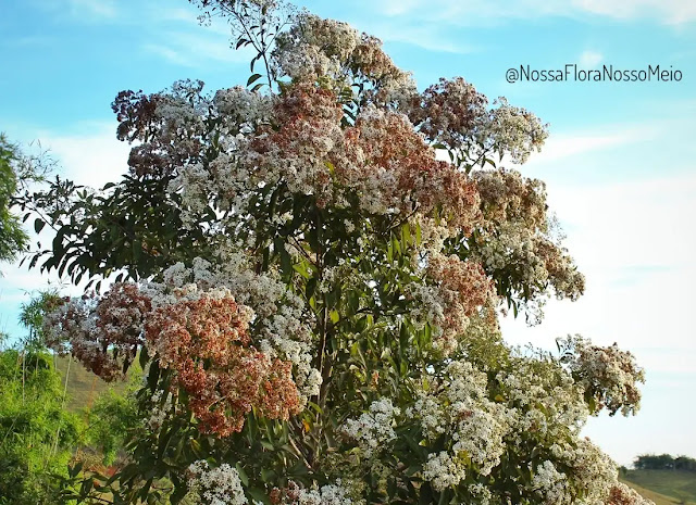 Copa da árvore louro-pardo com flores brancas e flores amarronzadas envelhecidas