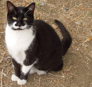 Sarah the Cat Sitting, © B. Radisavljevic