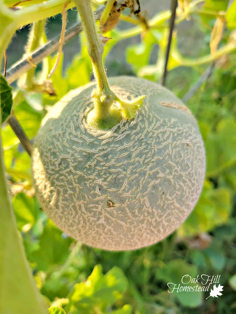 Cantaloupe growing on a trellis