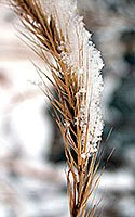 Vertical or Horizonal nature image